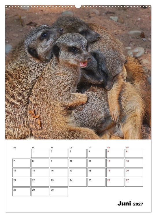 Produktbild: Niedliche Erdm&auml;nnchen (Wandkalender 2027 DIN A2 hoch), CALVENDO Monatskalender
