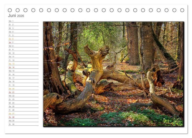 Produktbild: Der Neuenburger Urwald (Tischkalender 2026 DIN A5 quer), CALVENDO Monatskalender