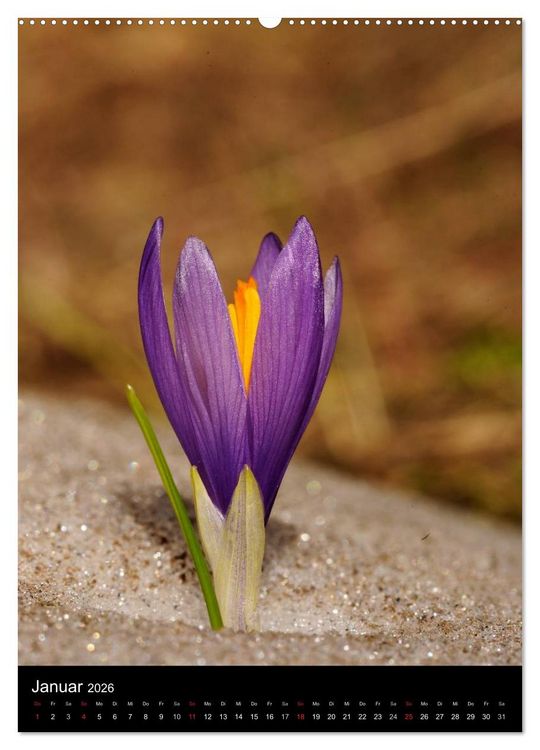 Produktbild: WILDBLUMEN (Wandkalender 2026 DIN A2 hoch), CALVENDO Monatskalender