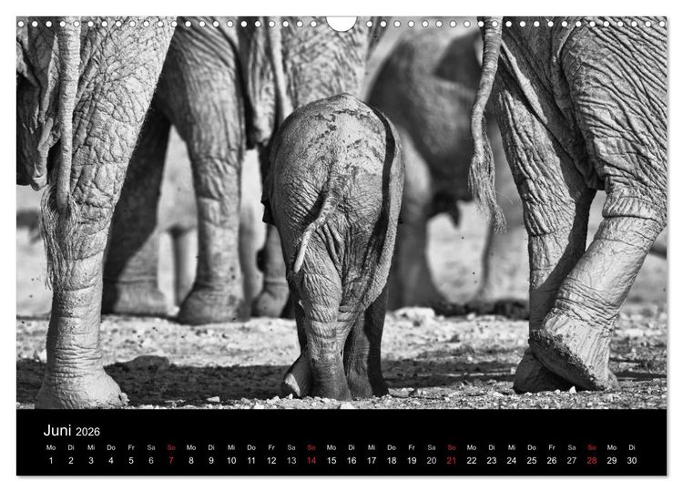Produktbild: Elefanten Schwarz - Weiss (Wandkalender 2026 DIN A3 quer), CALVENDO Monatskalender