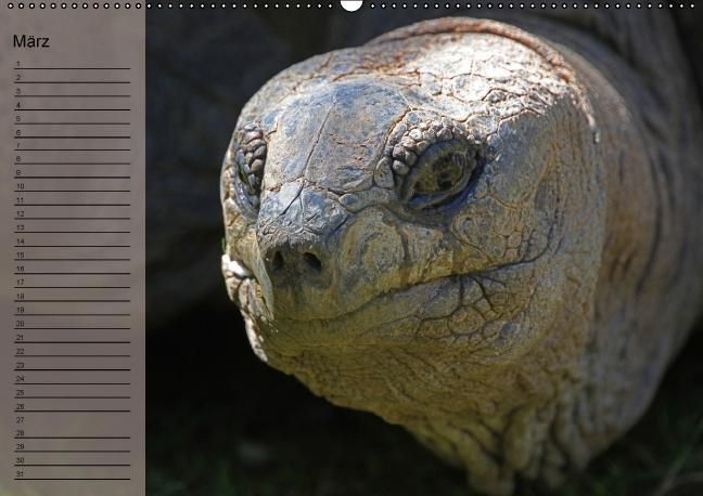 Produktbild: Schildkr&ouml;ten Geburtstagskalender (Wandkalender immerw&auml;hrend DIN A2 quer)