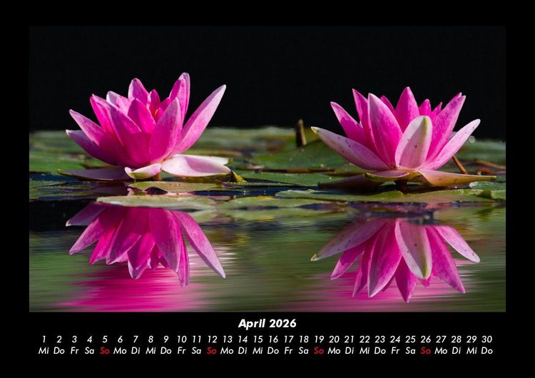 Produktbild: Rosentraum 2026 Fotokalender DIN A3