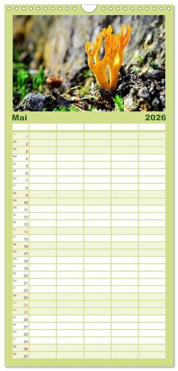 Produktbild: Familienplaner 2026 - Schwammerl Egerlinge Pilze mit 5 Spalten (Wandkalender, 21 x 45 cm) CALVENDO
