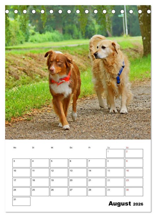 Produktbild: Hunde Freunde (Tischkalender 2026 DIN A5 hoch), CALVENDO Monatskalender