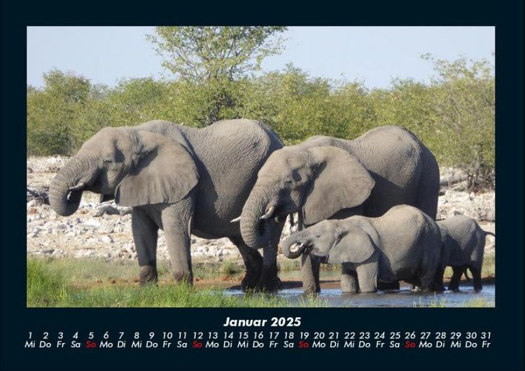 Produktbild: Elefanten 2025 Fotokalender DIN A4