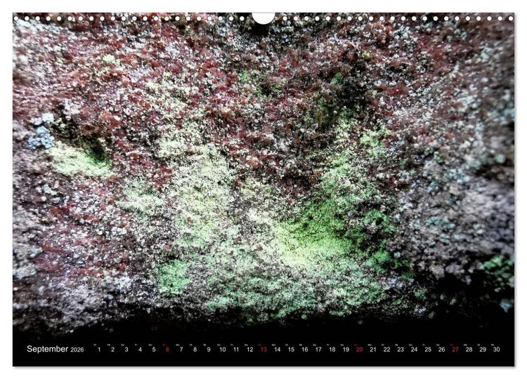 Produktbild: Welt der Flechten (Wandkalender 2026 DIN A3 quer), CALVENDO Monatskalender