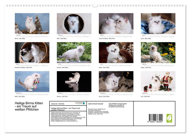 Produktbild: Heilige Birma Kitten - ein Traum auf wei&szlig;en Pf&ouml;tchen (hochwertiger Premium Wandkalender 2026 DIN A2 quer), Kunstdruck in Hochglanz