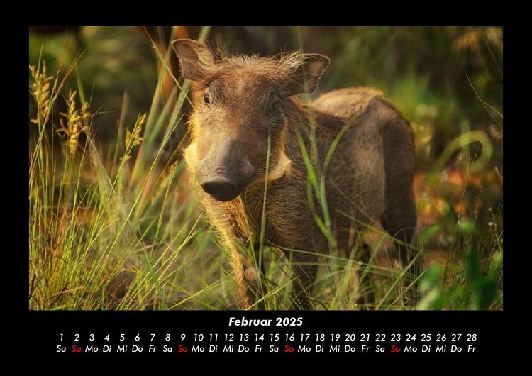 Produktbild: Waldbewohner 2025 Fotokalender DIN A3