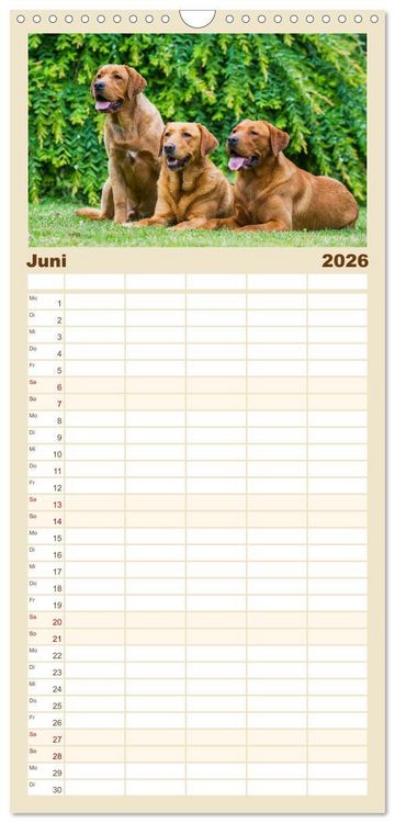 Produktbild: Familienplaner 2026 - Labrador Retriever - Freunde f&uuml;r&acute;s Leben mit 5 Spalten (Wandkalender, 21 x 45 cm) CALVENDO