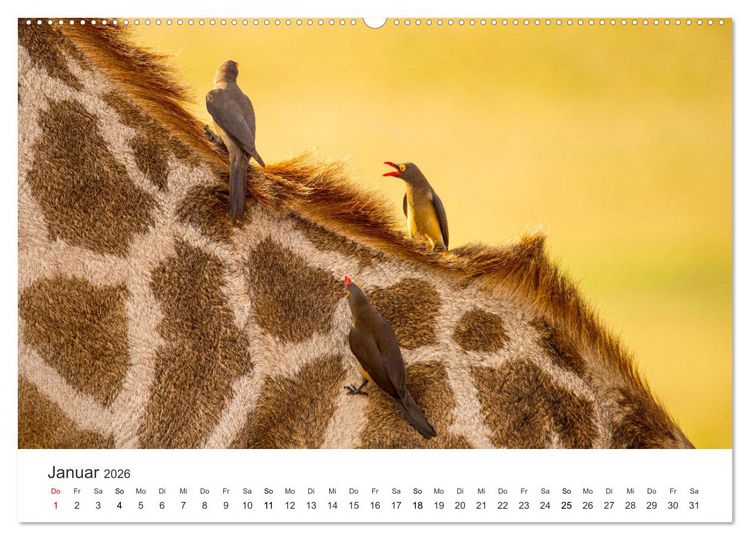 Produktbild: Botswana - Grandiose Wildnis (Wandkalender 2026 DIN A2 quer), CALVENDO Monatskalender