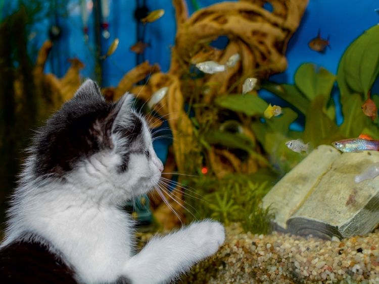 Produktbild: CALVENDO Puzzle Katze Hope und die Fische | 1000 Teile Lege-Gr&ouml;&szlig;e 64x48cm Foto-Puzzle f&uuml;r gl&uuml;ckliche Stunden