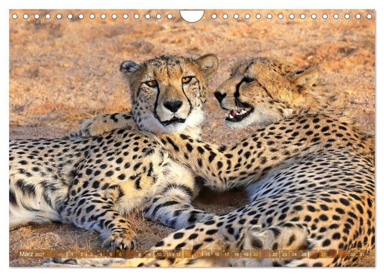 Produktbild: Geparden - Begegnungen in Afrika (Wandkalender 2027 DIN A4 quer), CALVENDO Monatskalender