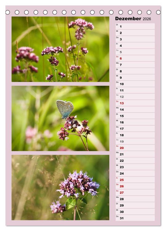 Produktbild: Farbenzauber, bunte Wiesen und bunte Falter (Tischkalender 2026 DIN A5 hoch), CALVENDO Monatskalender