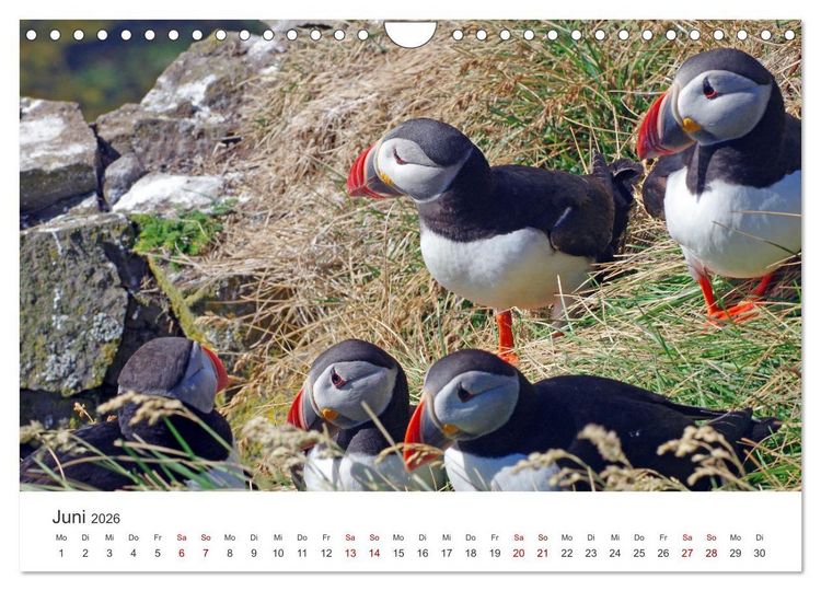 Produktbild: Papageitaucher - Clowns der nordischen Vogelwelt (Wandkalender 2026 DIN A4 quer), CALVENDO Monatskalender