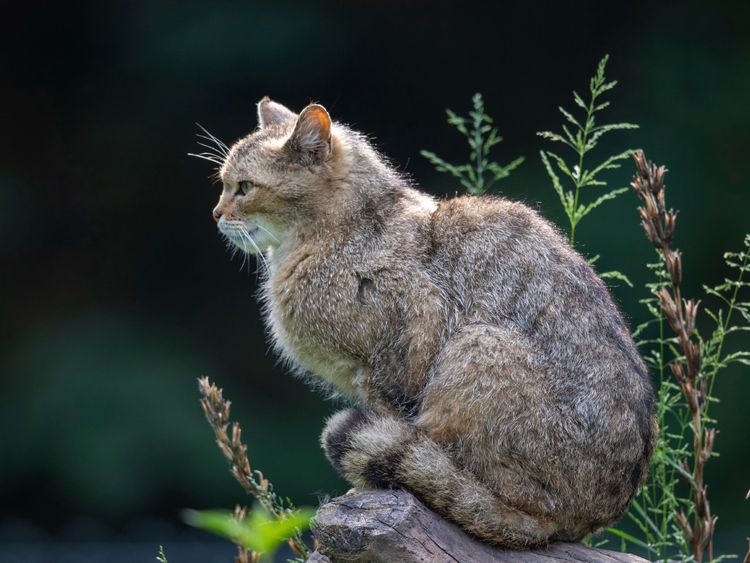 Produktbild: CALVENDO Puzzle Eleganz und Sch&ouml;nheit - die Wildkatze. 1000 Teile Lege-Gr&ouml;&szlig;e 64 x 48 cm Foto-Puzzle Bild von Ingo Gerlach