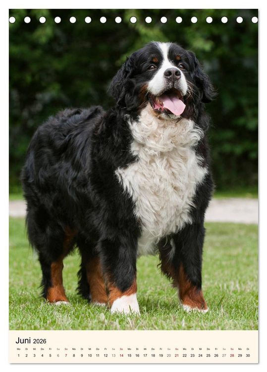 Produktbild: Die sch&ouml;nste Rasse der Welt - Berner Sennenhund (Tischkalender 2026 DIN A5 hoch), CALVENDO Monatskalender