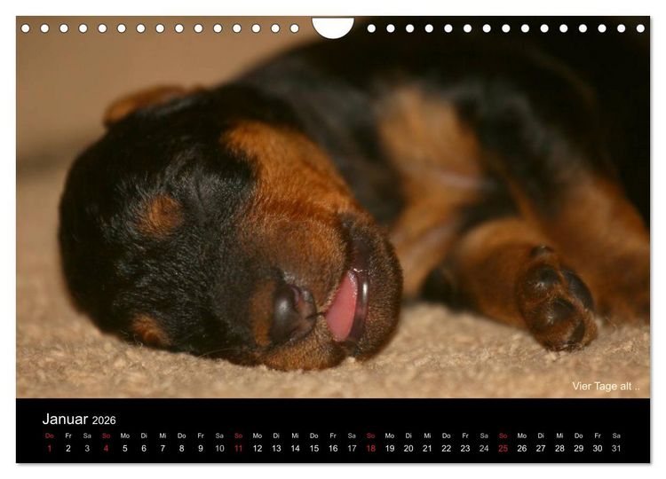 Produktbild: Airedale Terrier Welpen (Wandkalender 2026 DIN A4 quer), CALVENDO Monatskalender