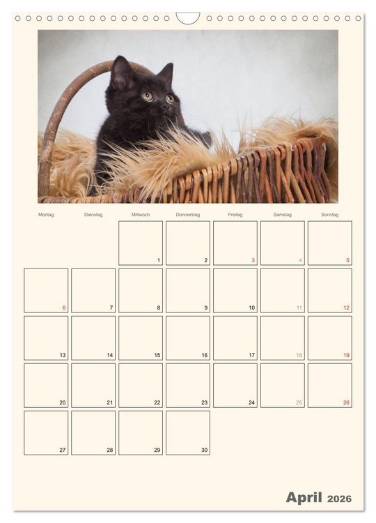 Produktbild: Schmusige Britisch Kurzhaar (Wandkalender 2026 DIN A3 hoch), CALVENDO Monatskalender