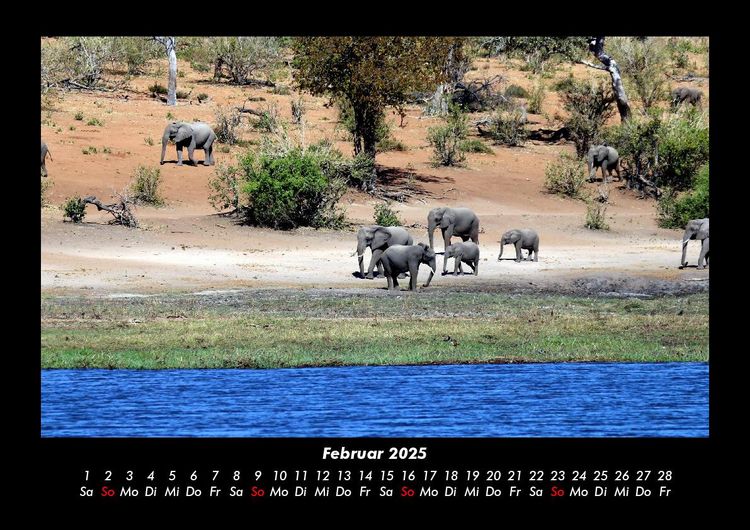 Produktbild: Elefanten - Die sanften Riesen Afrikas 2025 Fotokalender DIN A3