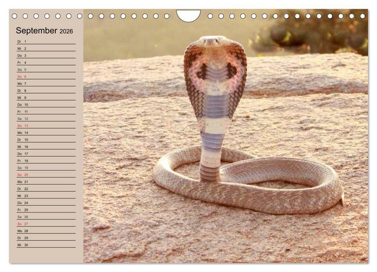 Produktbild: Giftschlangen (Wandkalender 2026 DIN A4 quer), CALVENDO Monatskalender