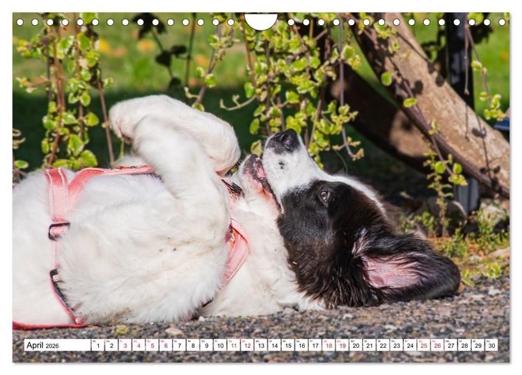 Produktbild: Traumhund Landseer (Wandkalender 2026 DIN A4 quer), CALVENDO Monatskalender