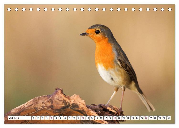 Produktbild: Geliebtes Rotkehlchen (Tischkalender 2026 DIN A5 quer), CALVENDO Monatskalender