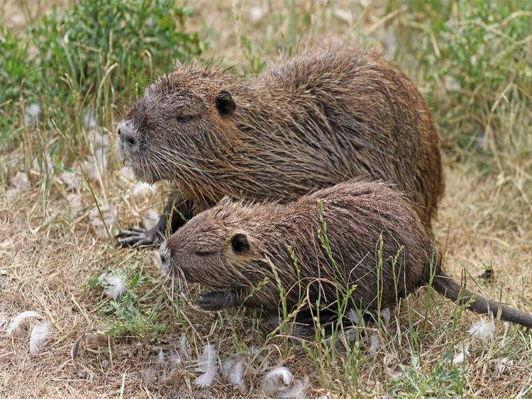 Produktbild: CALVENDO Puzzle NUTRIA mit Nachwuchs | 1000 Teile Lege-Gr&ouml;&szlig;e 64x48cm Foto-Puzzle f&uuml;r gl&uuml;ckliche Stunden