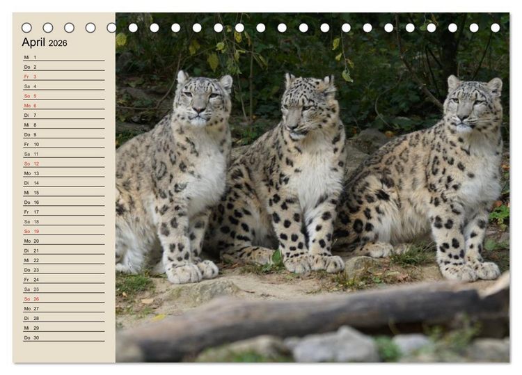 Produktbild: Schneeleoparden. Geschmeidige Gebirgsj&auml;ger (Tischkalender 2026 DIN A5 quer), CALVENDO Monatskalender