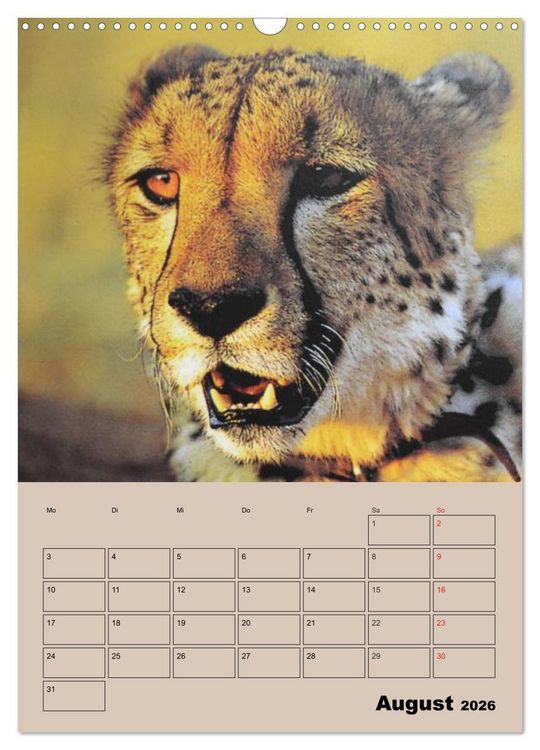 Produktbild: Gro&szlig;katzen. Raubkatzengesichter (Wandkalender 2026 DIN A3 hoch), CALVENDO Monatskalender