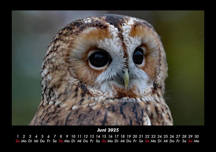 Produktbild: Tierkalender 2025 Fotokalender DIN A3