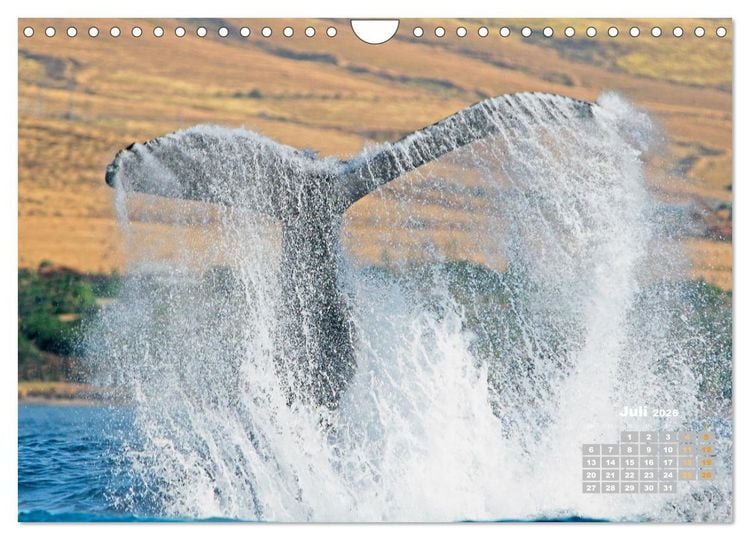 Produktbild: Buckelwale: Aus den blauen Tiefen der Ozeane (Wandkalender 2026 DIN A4 quer), CALVENDO Monatskalender