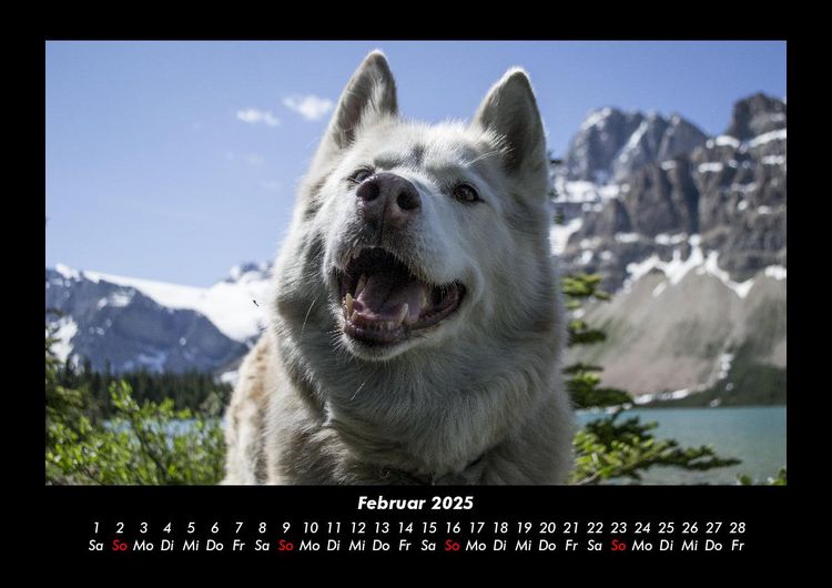 Produktbild: Hunde Kalender 2025 Fotokalender DIN A3