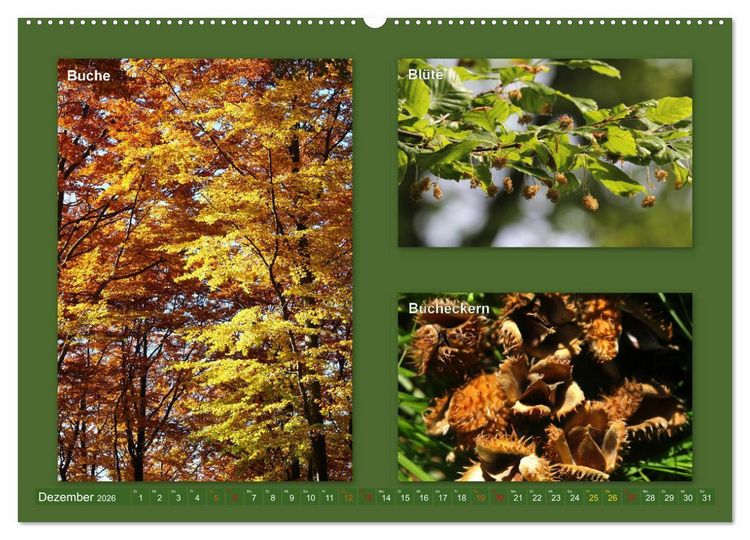 Produktbild: Faszinierende B&auml;ume (hochwertiger Premium Wandkalender 2026 DIN A2 quer), Kunstdruck in Hochglanz