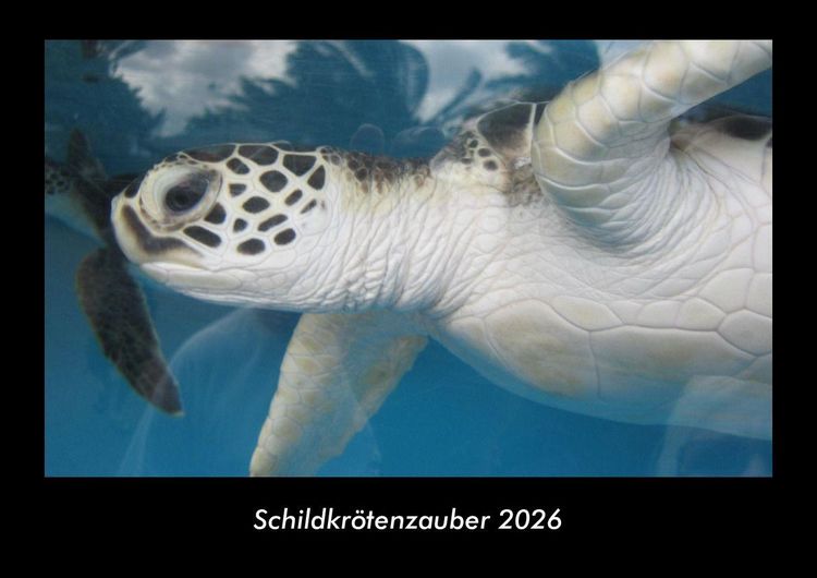 Produktbild: Schildkr&ouml;tenzauber 2026 Fotokalender DIN A3