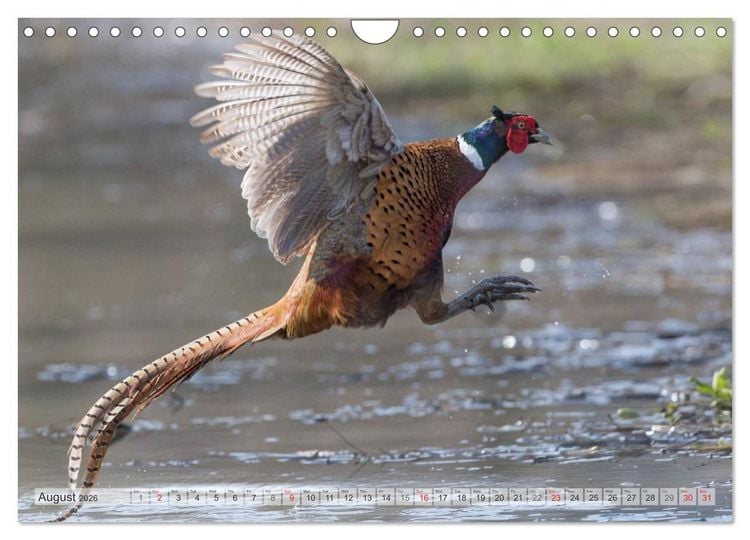 Produktbild: Emotional Moments: The pheasants. UK-Version (Wall Calendar 2026 DIN A4 landscape), CALVENDO 12 Month Wall Calendar
