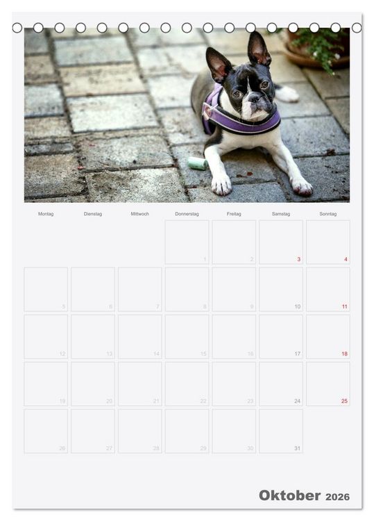 Produktbild: Boston Terrier der Hund 2026 (Tischkalender 2026 DIN A5 hoch), CALVENDO Monatskalender