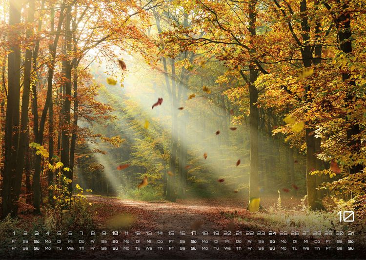 Produktbild: Wald - Erholung f&uuml;r Mensch und Tier - 2027 - Kalender DIN A3