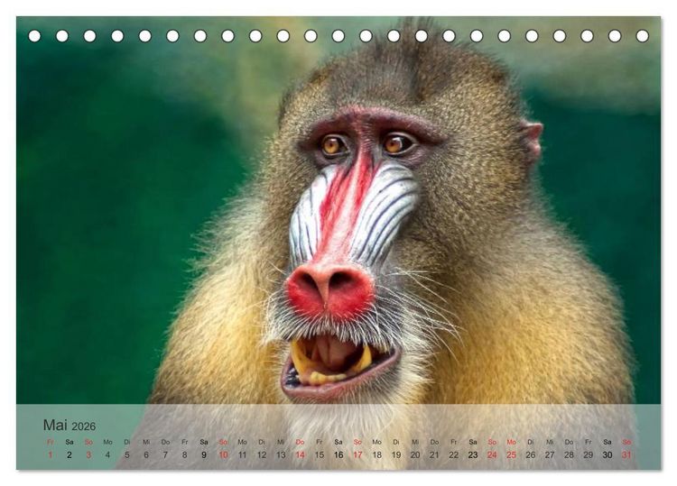 Produktbild: Afrikas sch&ouml;ne Tierwelt (Tischkalender 2026 DIN A5 quer), CALVENDO Monatskalender