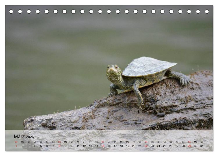 Produktbild: Kleine Reptilien (Tischkalender 2026 DIN A5 quer), CALVENDO Monatskalender