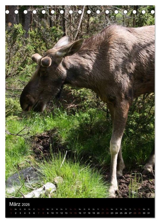 Produktbild: Zootiere (Tischkalender 2026 DIN A5 hoch), CALVENDO Monatskalender