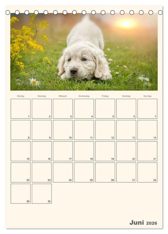 Produktbild: Zauberhafte Golden Retriever (Tischkalender 2026 DIN A5 hoch), CALVENDO Monatskalender