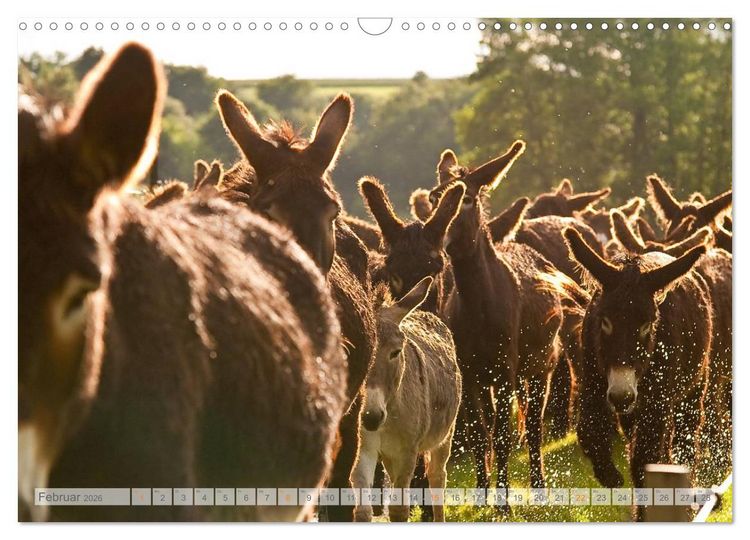 Produktbild: Zauberhafte Esel (Wandkalender 2026 DIN A3 quer), CALVENDO Monatskalender