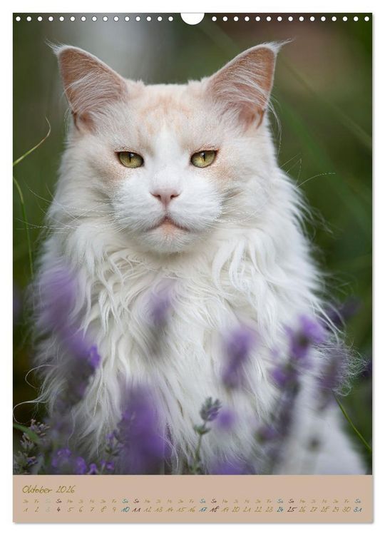 Produktbild: Pl&uuml;schige Katzen im Garten (Wandkalender 2026 DIN A3 hoch), CALVENDO Monatskalender
