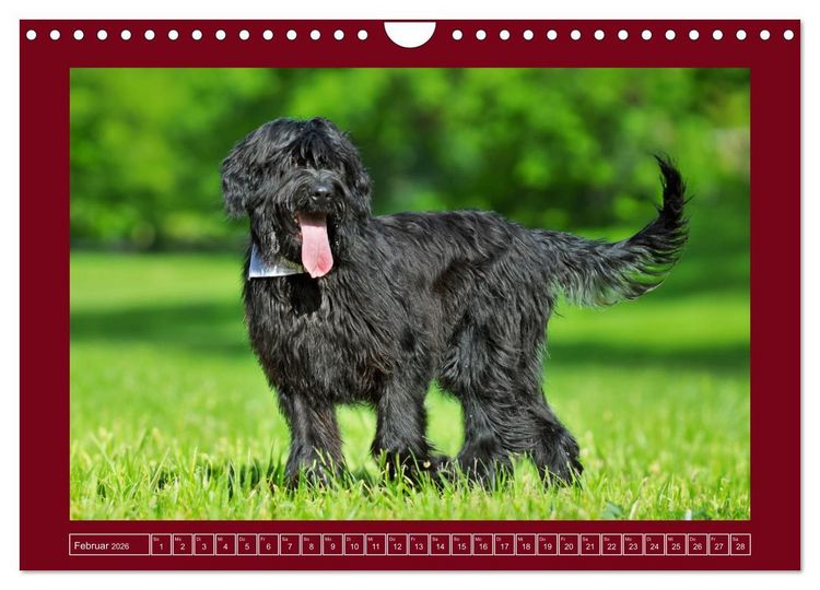 Produktbild: Herz auf vier Pfoten - Briard (Wandkalender 2026 DIN A4 quer), CALVENDO Monatskalender