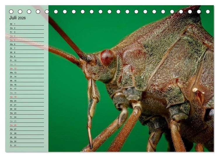 Produktbild: Die geheimnisvolle Welt der Insekten (Tischkalender 2026 DIN A5 quer), CALVENDO Monatskalender