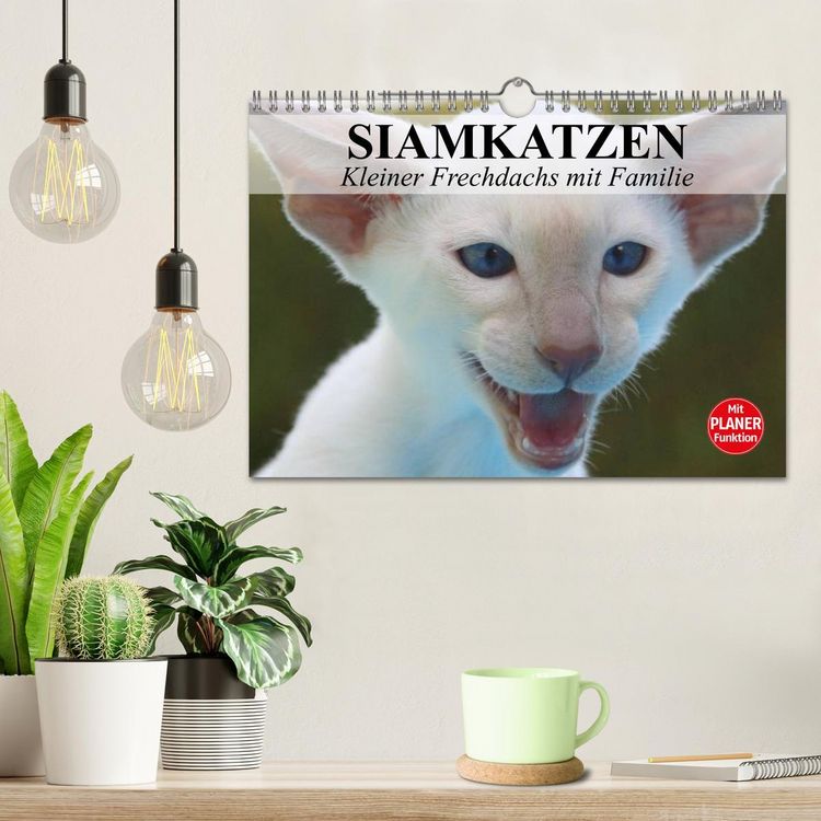 Produktbild: Siamkatzen - Kleiner Frechdachs mit Familie (Wandkalender 2026 DIN A4 quer), CALVENDO Monatskalender