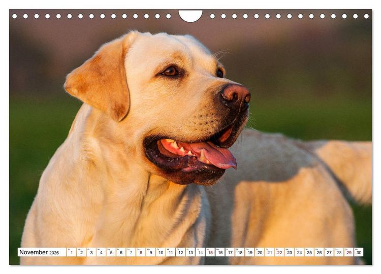 Produktbild: Freund auf 4 Pfoten - Labrador Retriever (Wandkalender 2026 DIN A4 quer), CALVENDO Monatskalender