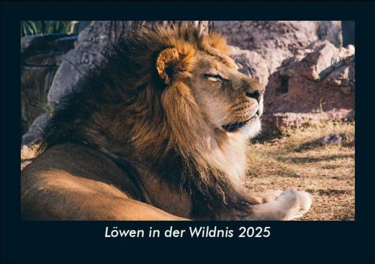 Produktbild: L&ouml;wen in der Wildnis 2025 Fotokalender DIN A5