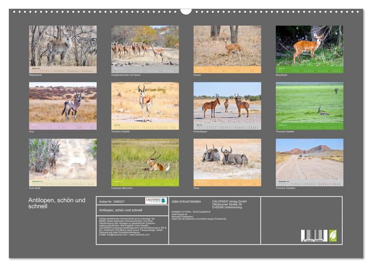 Produktbild: Antilopen, sch&ouml;n und schnell (Wandkalender 2026 DIN A2 quer), CALVENDO Monatskalender