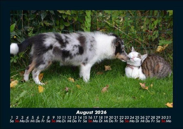 Produktbild: F&uuml;r Katzenfreunde 2026 Fotokalender DIN A5